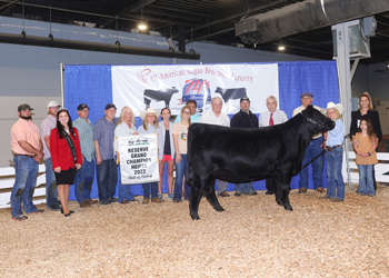 Reserve Grand Champion Female