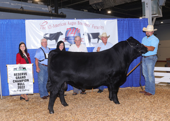 Reserve Grand Champion Bull