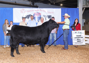 Grand Champion Bull