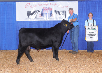 Reserve Intermediate Champion Bull