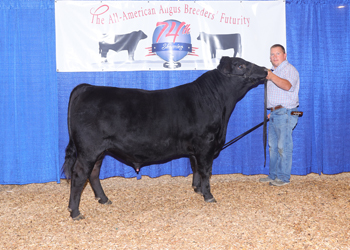 Intermediate Champion Bull