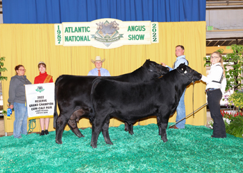 Reserve Grand Champion Cow-calf Pair