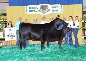 Grand Champion Cow-calf Pair