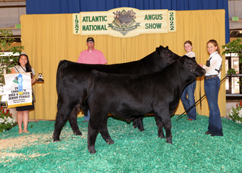 Bred-and-owned Senior Champion Female