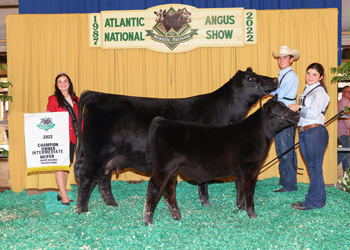 Owned Intermediate Champion Heifer