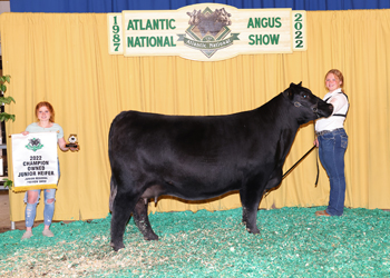 Owned Junior Champion Heifer