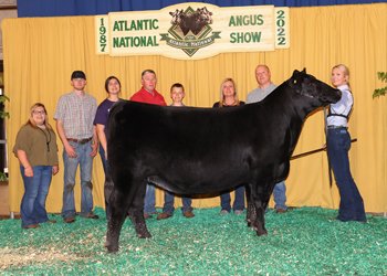Owned Reserve Intermediate Champion Heifer