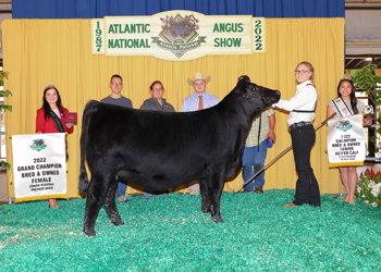 Grand Champion Bred-and-owned Female