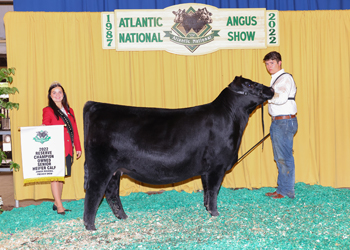 Owned Reserve Senior Heifer Calf Champion