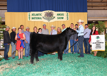 Grand Champion Owned Female