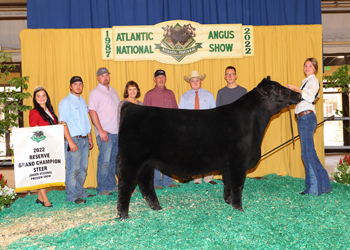 Reserve Grand Champion Steer