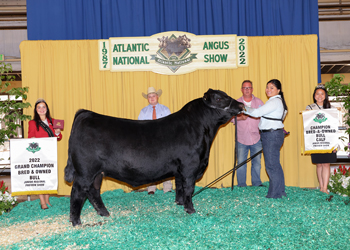 Grand Champion Bred-and-owned Bull