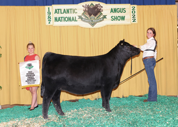 Owned Reserve Summer Heifer Calf Champion