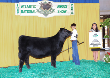 Bred-and-owned Reserve Fall Heifer Calf Champion