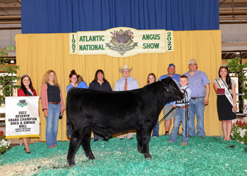 Reserve Grand Champion Bred-and-owned Bull