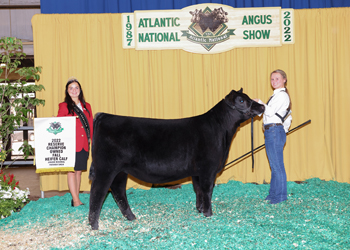 Owned Reserve Fall Heifer Calf Champion