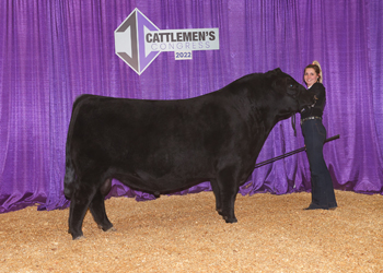 Senior Champion Bull