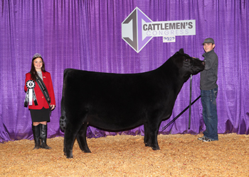 Reserve Intermediate Champion Heifer