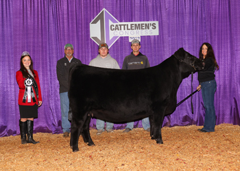 Reserve Junior Heifer Champion--Division 1