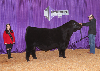 Reserve Junior Champion Bull