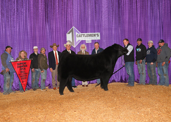 Grand Champion Bull
