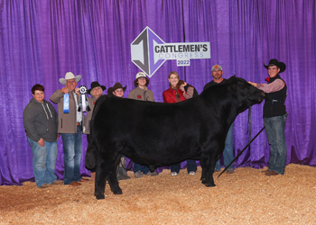 Reserve Intermediate Champion Bull