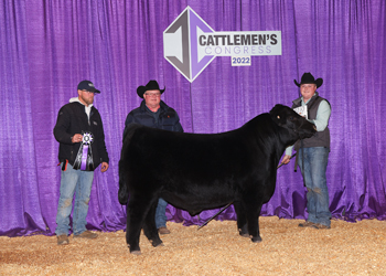 Winter Bull Calf Champion