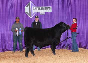 Reserve Winter Bull Calf Champion