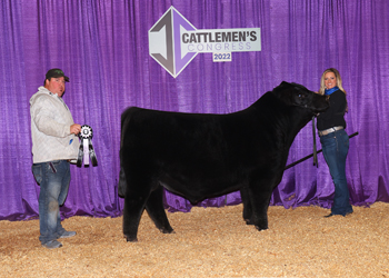 Reserve Senior Bull Calf Champion
