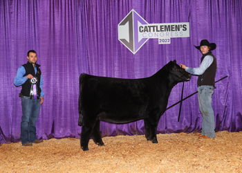 Junior Heifer Calf Champion--Division 3
