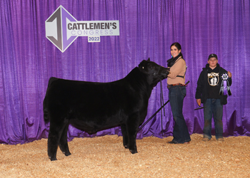 Spring Bull Calf Champion
