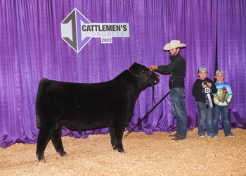 Reserve Spring Bull Calf Champion