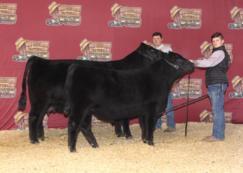 Reserve Grand Champion Cow-calf Pair