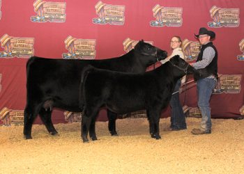 Grand Champion Cow-calf Pair