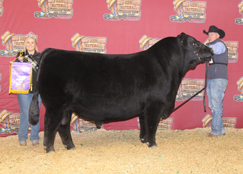 Senior Champion Bull