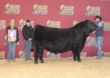 Junior Champion Bull