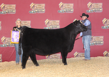Junior Champion Heifer