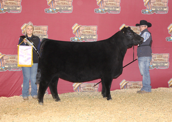 Reserve Intermediate Champion Heifer