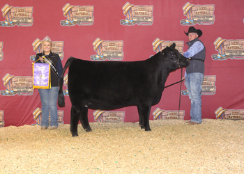 Intermediate Champion Heifer