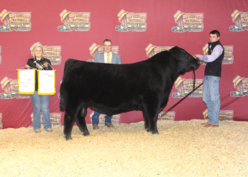 Reserve Grand Champion Bull