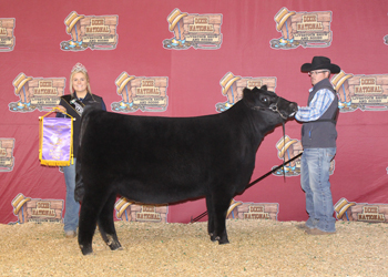 Early Junior Heifer Calf Champion