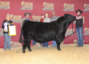 Reserve Intermediate Champion Bull