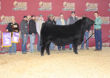 Grand Champion Bull