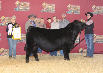 Reserve Senior Bull Calf Champion
