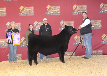 Junior Bull Calf Champion