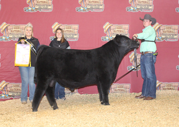 Reserve Junior Bull Calf Champion