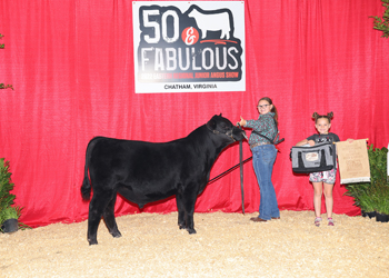 Bred-and-owned Reserve Intermediate Champion Bull