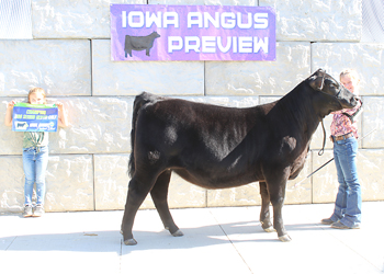 Bred-and-owned Senior Heifer Calf Champion