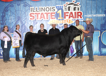 Reserve Grand Champion Bull