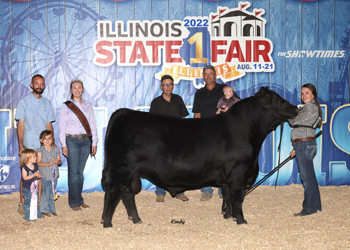 Reserve Junior Champion Bull